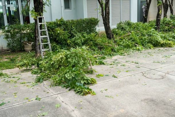 Dead Tree Removal in La Cienega, NM